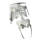 Black skeleton design boxing groin guard