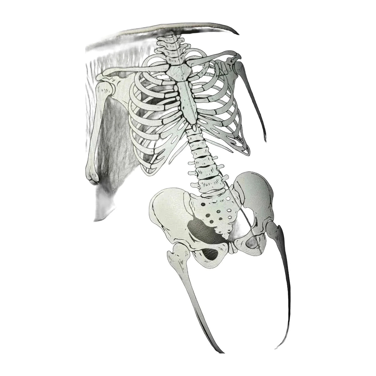 Black skeleton design boxing groin guard